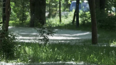 Flying poplar fluff at summer modern city park area with green tree leaves Видео 167333816