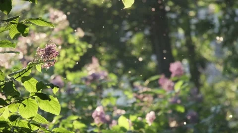 Flying poplar fluff at summer modern city park area with green tree leaves Video stock 167334113
