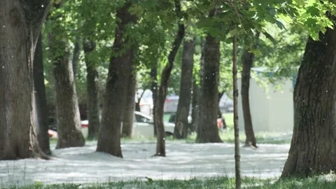 Flying poplar fluff at summer modern city park area with green tree leaves Stock Footage 167976119