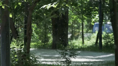 Flying poplar fluff at summer modern city park area with green tree leaves Video stock 170161901
