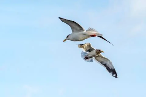 Flying Predatory Seagulls Stock Photos