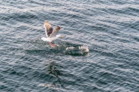 Flying Predatory Seagulls Stock Photos