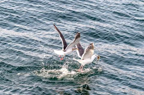 Flying Predatory Seagulls Stock Photos