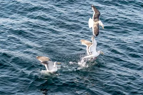 Flying Predatory Seagulls Stock Photos