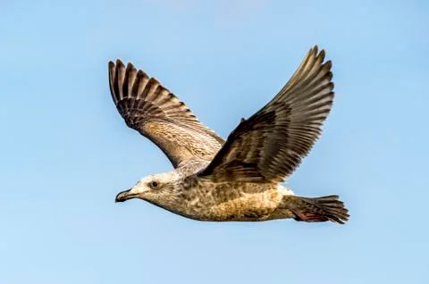 Flying Predatory Seagulls Stock Photos