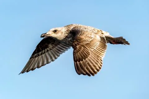 Flying Predatory Seagulls Foto stock