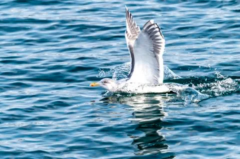 Flying Predatory Seagulls Stock Photos
