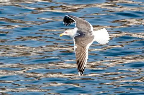 Flying Predatory Seagulls Stock Photos