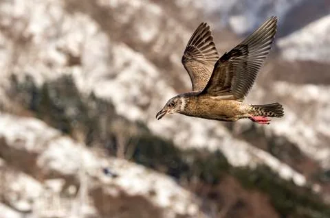 Flying Predatory Seagulls Stock Photos
