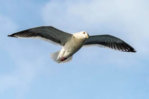 Flying Predatory Seagulls Stock Photos