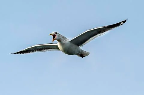 Flying Predatory Seagulls Stock Photos