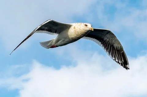 Flying Predatory Seagulls Stock Photos