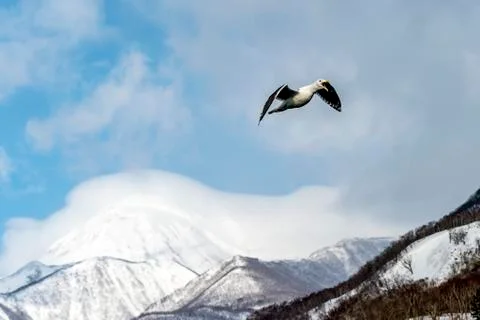 Flying Predatory Seagulls Foto stock