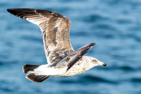 Flying Predatory Seagulls Stock Photos