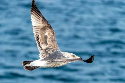 Flying Predatory Seagulls Stock Photos