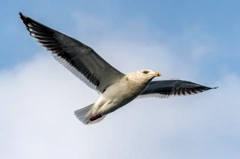 Flying Predatory Seagulls Stock Photos