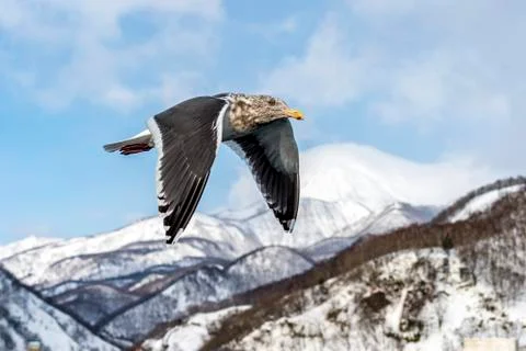 Flying Predatory Seagulls Stock Photos