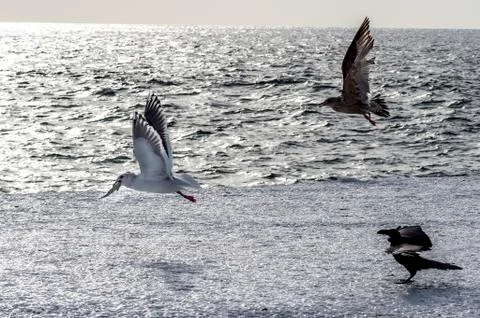 Flying Predatory Seagulls Stock Photos