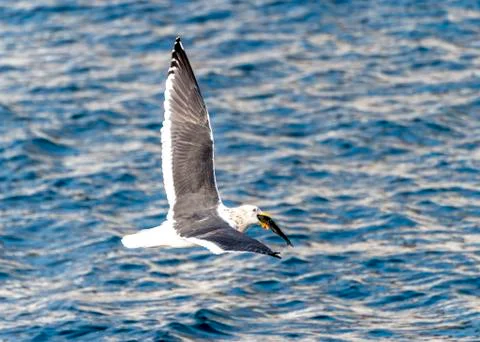 Flying Predatory Seagulls Stock Photos