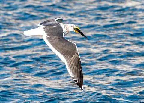 Flying Predatory Seagulls Stock Photos