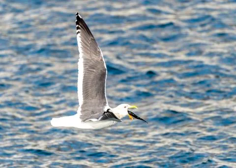Flying Predatory Seagulls Stock Photos