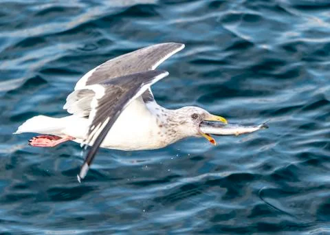 Flying Predatory Seagulls Stock Photos