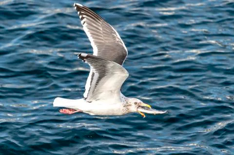 Flying Predatory Seagulls Stock Photos
