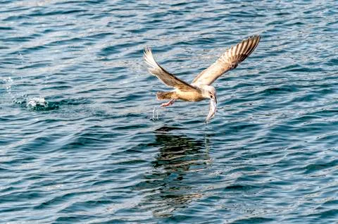 Flying Predatory Seagulls Stock Photos