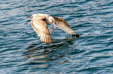 Flying Predatory Seagulls Stock Photos
