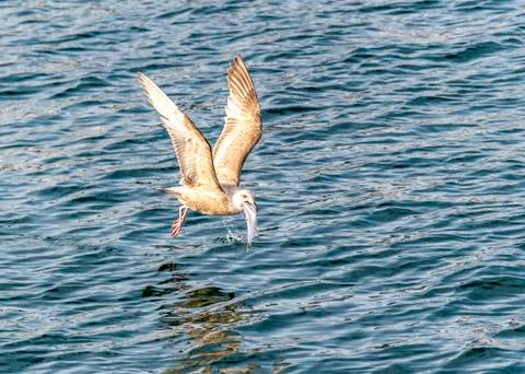 Flying Predatory Seagulls Stock Photos