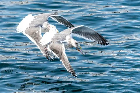 Flying Predatory Seagulls Stock Photos