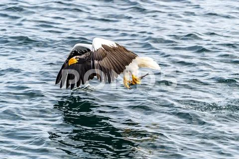 Flying Predatory Stellers Sea-eagle Stock Photos