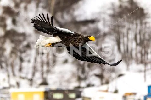 Flying Predatory Stellers Sea-eagle Stock Photos
