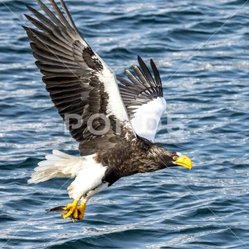 Flying Predatory Stellers Sea-eagle Stock Photos