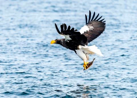 Flying Predatory Stellers Sea-eagle Stock Photos