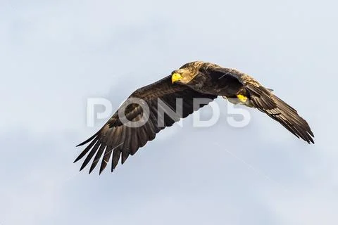 Flying Predatory White-talied Sea Eagle Stock Photos