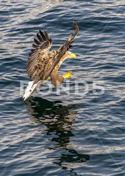 Flying Predatory White-talied Sea Eagle Stock Photos
