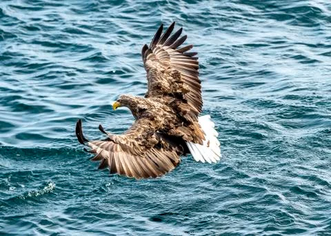 Flying Predatory White-talied Sea Eagle Stock Photos