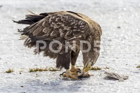 Flying Predatory White-talied Sea Eagle Stock Photos