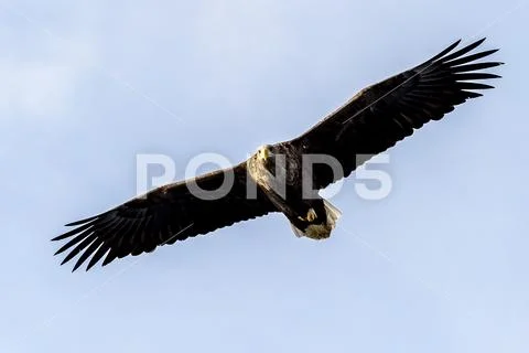 Flying Predatory White-talied Sea Eagle Stock Photos