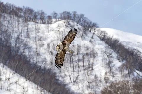 Flying Predatory White-talied Sea Eagle Stock Photos