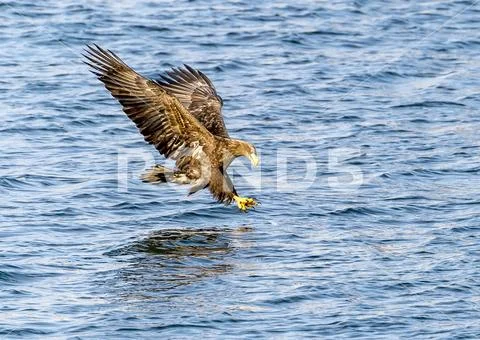 Flying Predatory White-talied Sea Eagle Stock Photos