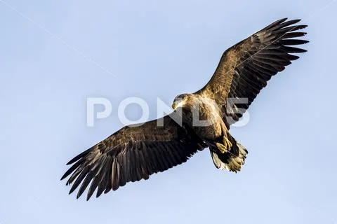 Flying Predatory White-talied Sea Eagle Stock Photos