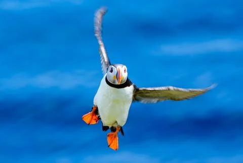Flying puffin Stock Photos