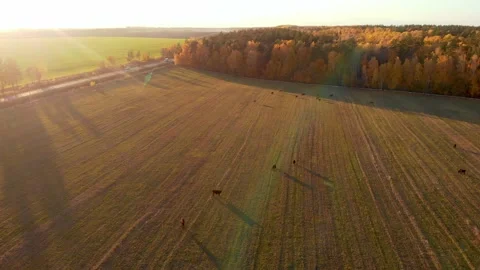 Flying a quadrocopter over pasture with cows in the rays of the setting sun. Stock Footage 167684561