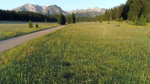 Flying quickly over meadow, green grass and evergreen forest in Durmitor Video stock 115763209
