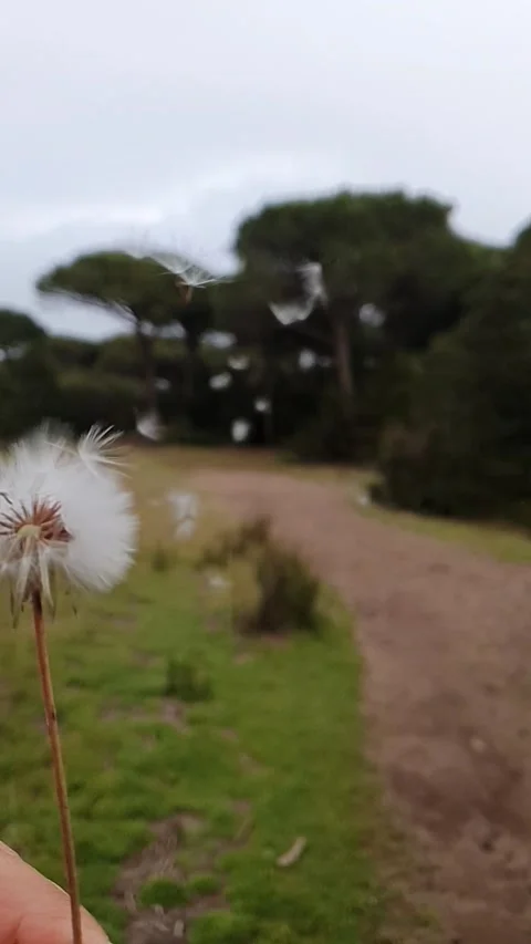 Flying in the rain. Stock Footage 194727727