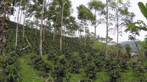 Flying rapidly through a shade-grown organic coffee plantation Stock Footage 32906204