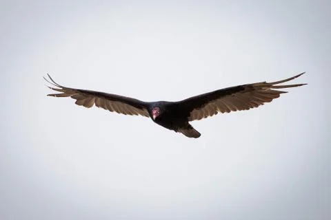Flying raptor Stock Photos