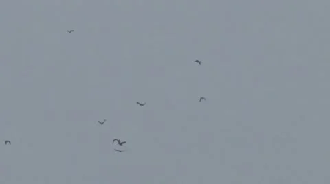 Flying ravens Video stock 46275760